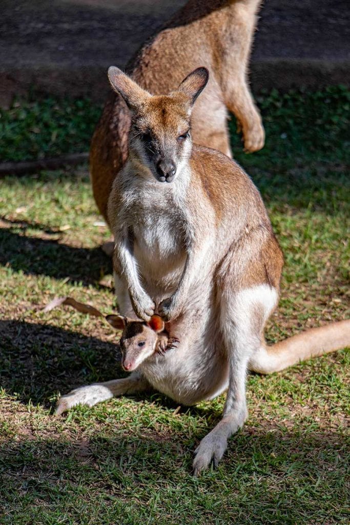 Agile Wallabies - Rainforestation Nature Park