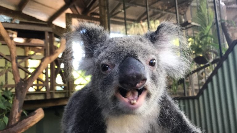 Koala Mating Call Rainforestation Nature Park