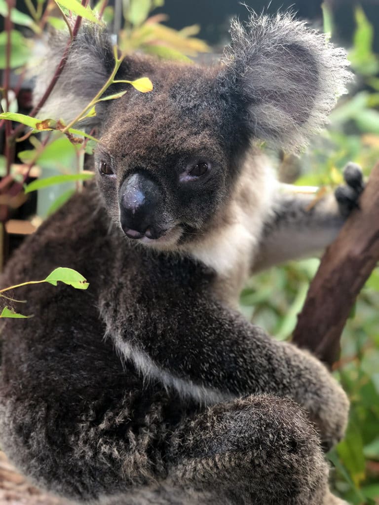 Koala Rainforestation Nature Park