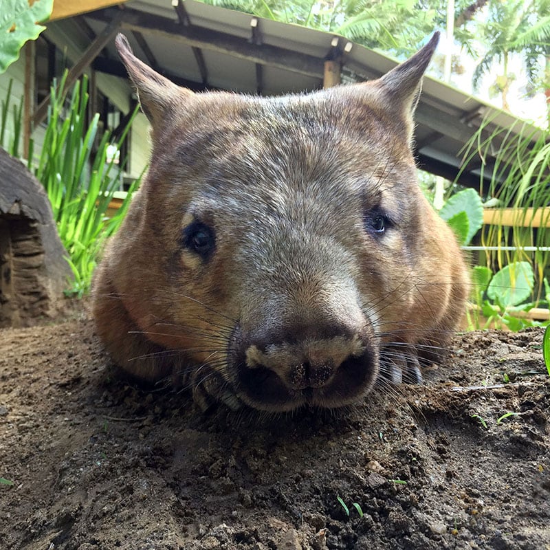 Rainforestation Kuranda Cairns Southern Hairy Nosed Wombat