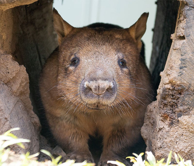 [Image: wombat-rainforestation-nature-park-kuranda.jpg]